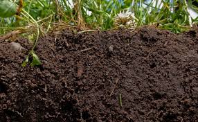 نكات بسيار مهم در تعویض خاک وگلدان
